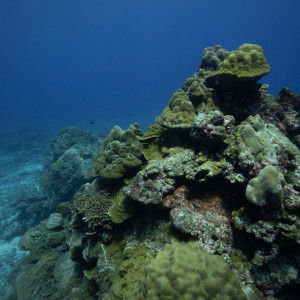 Coral in Christmas Island