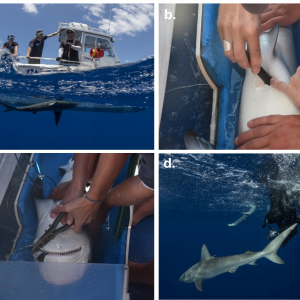 Galapagos Shark Tagging