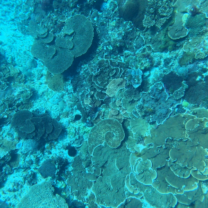 Coral observed at ground truthing site 435 within Norfolk Marine Park