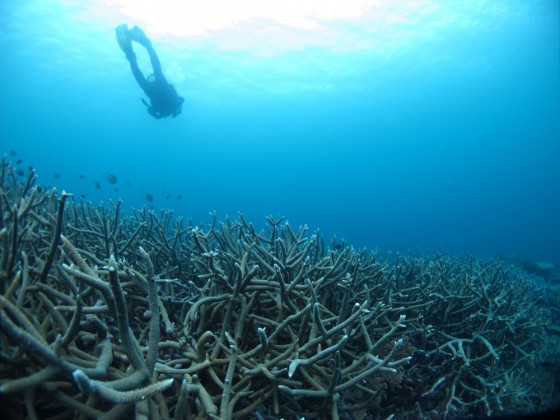 Diver swimming over coral reef