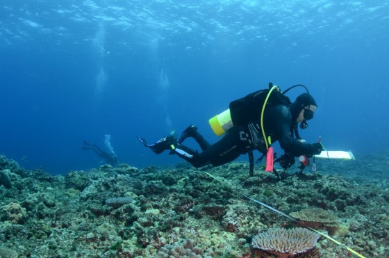 Middleton Reef, Lord Howe Marine Park