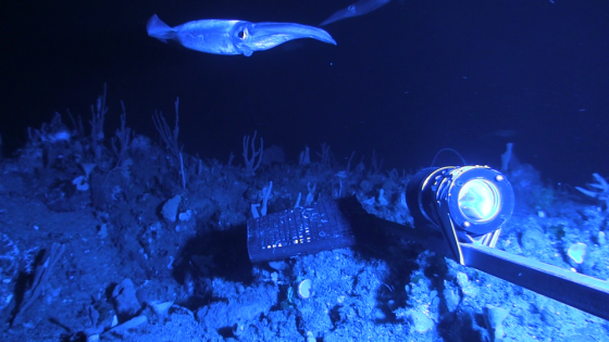 Nototodarus Spp 