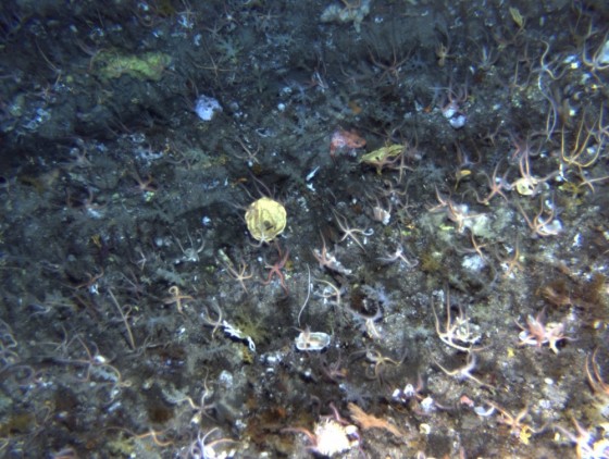 Benthic community