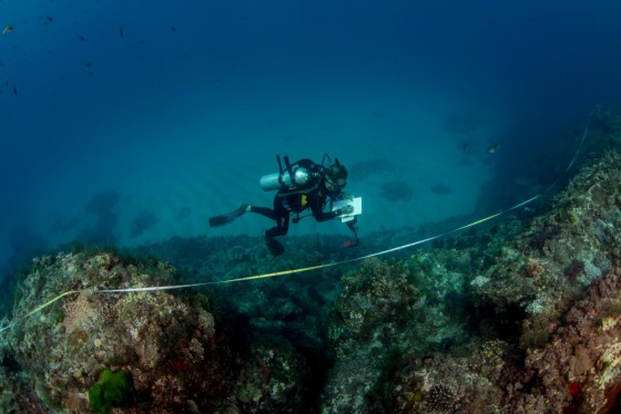 Reef Life Survey volunteer on Ruperts Reef, Lord Howe Island Marine Park