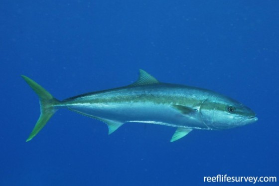 Yellow-tail Kingfish 