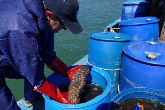 Sea cucumber 