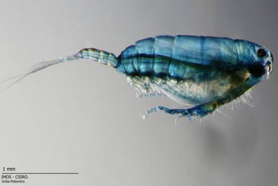 Copepod