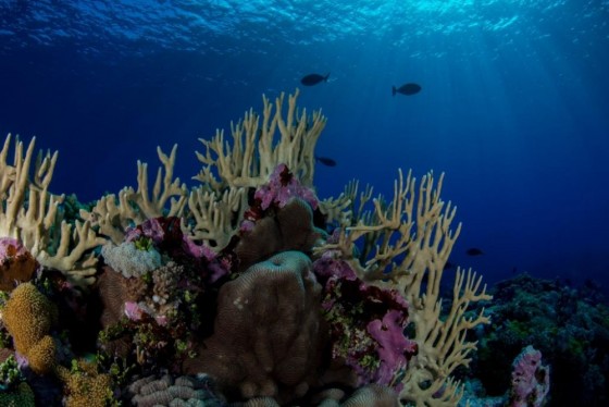 Wreck Reef, Coral Sea Marine Park