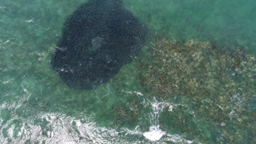 Figure 4: Large school of Australian salmon (Arripis truttaceus) captured in the drone footage (image: Dirk Holman).