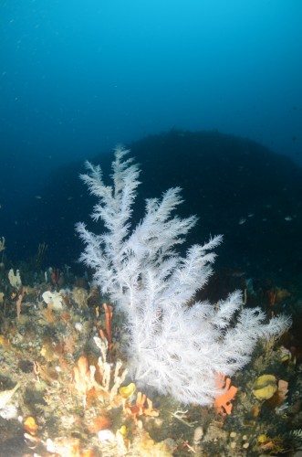 A black coral and invertebrate community on Joe's Reef
