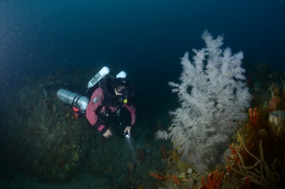 Andreas Klocker and a black coral on Joe's Reef