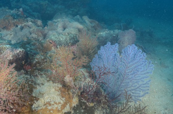 Gorgonians at Carpentaria Reef