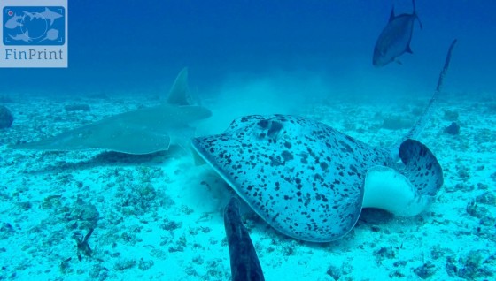 Blotched ray and guitar fish