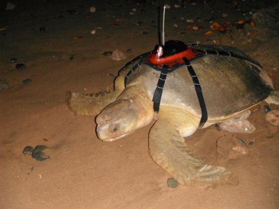 Flatback turtle with satellite tag
