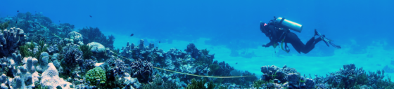 Diver at Ashmore Reef