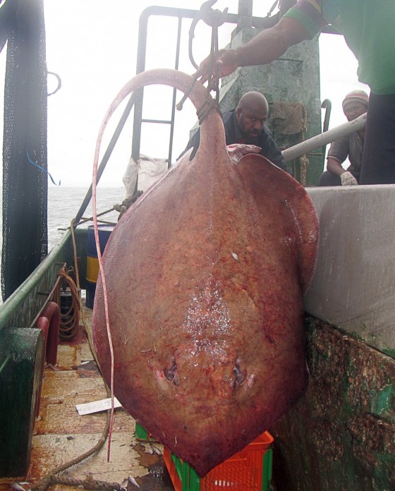 The mumbararr whipray