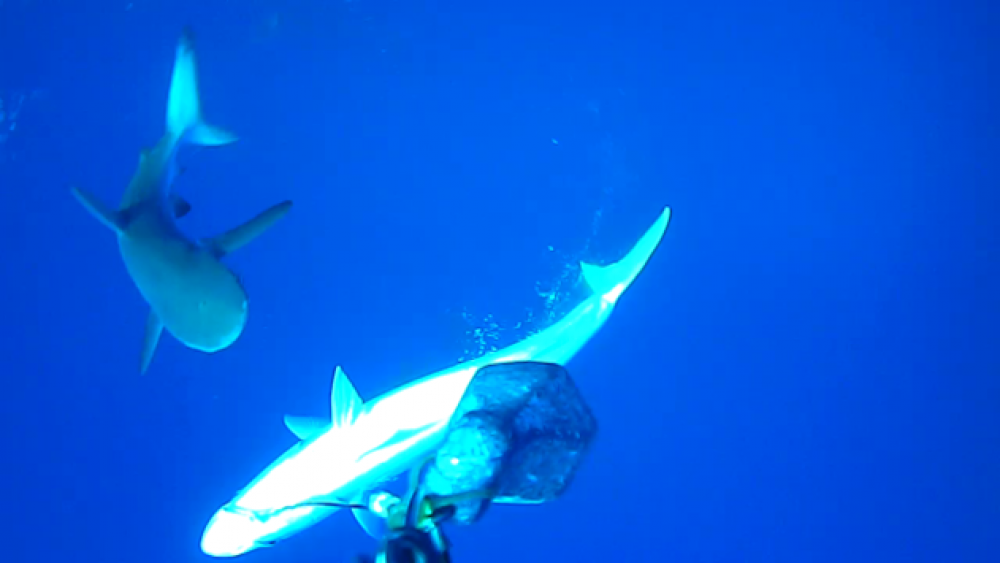 Galapagos Sharks Lord Howe Island MP