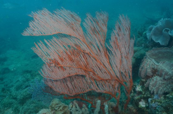 Gorgonians at Carpentaria Reef