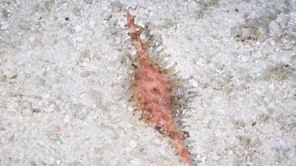 The great spotted cowrie – discovered for the first time in Western Australia during the Ashmore Reef Mesophotic voyage