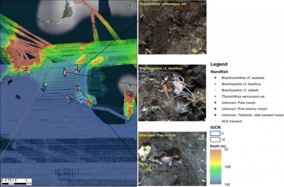 Map of handfish observed in AUV imagery across the Tasman Fracture Marine Park, along with potential species groupings.