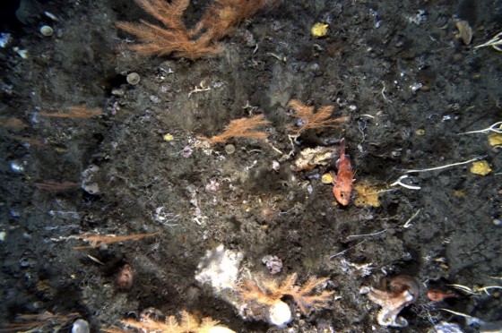 Example AUV image from the Tasman Fracture Marine Park National Park Zone showing octopus, ocean perch, sea fans, and sponges.