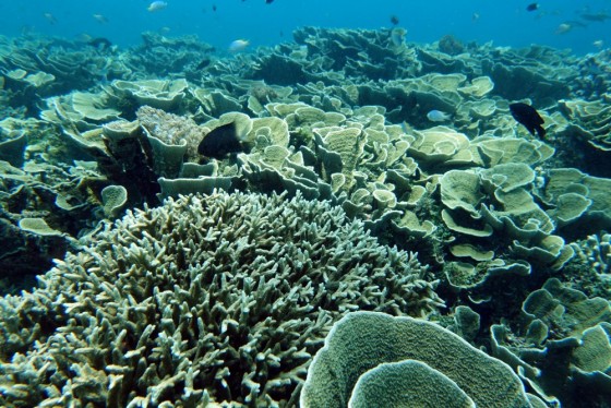 North Ashmore Reef 2016