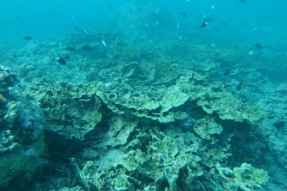 North Ashmore Reef 2017