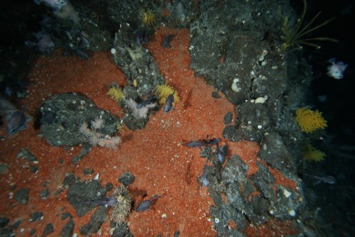 Crocoite - Tasmania's mineral emblem