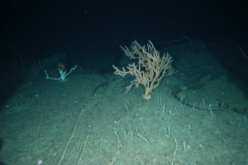 Ancient bamboo coral
