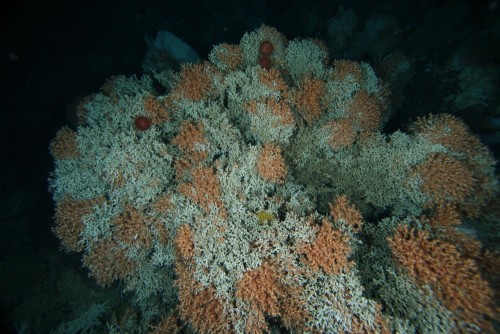 Solenosmilia variabilis