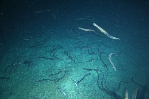 Basketwork eels