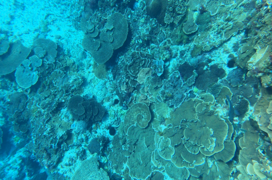 Coral within Norfolk Marine Park