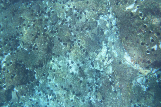 Bare rock with high density urchin barren site