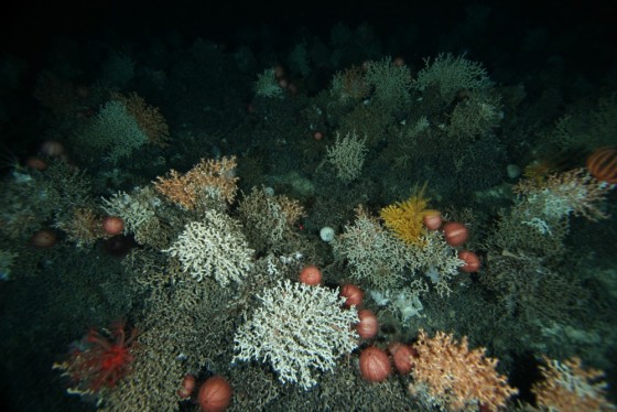 Seamounts habitats in the Huon Marine Park