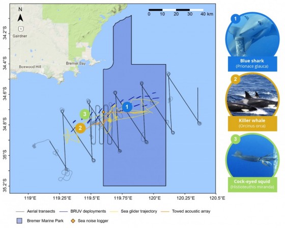 Wildlife and oceanographic surveys of the Bremer Marine Park