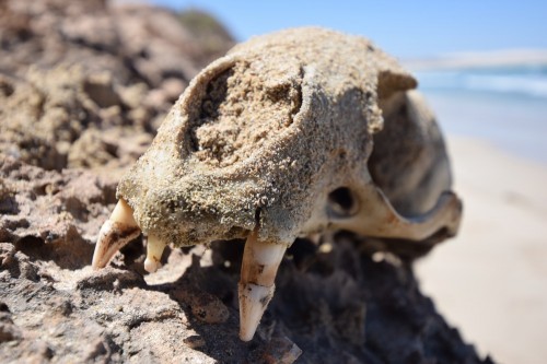 Figure 3: Skull of an Australian sealion