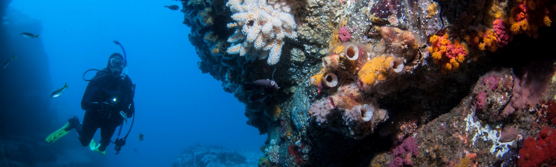 Splash image for Australia Marine Parks Science Atlas