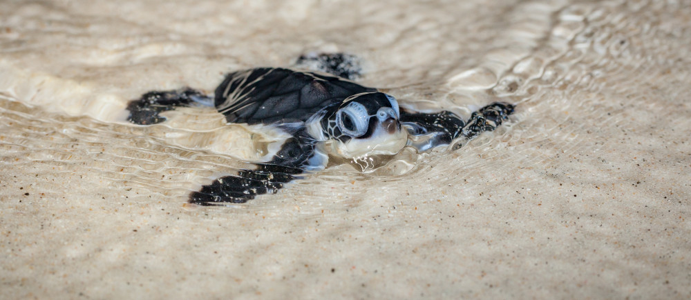 Baby sea turtle in Christmas Island