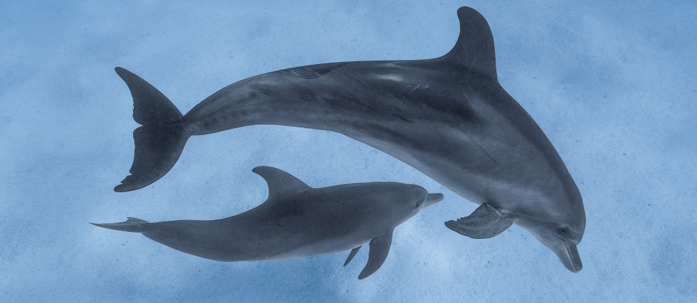 Dolphins in Cocos (Keeling) Islands