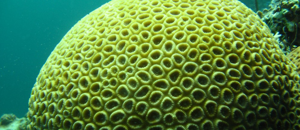 Brain coral in Houtman Abrolhos Islands