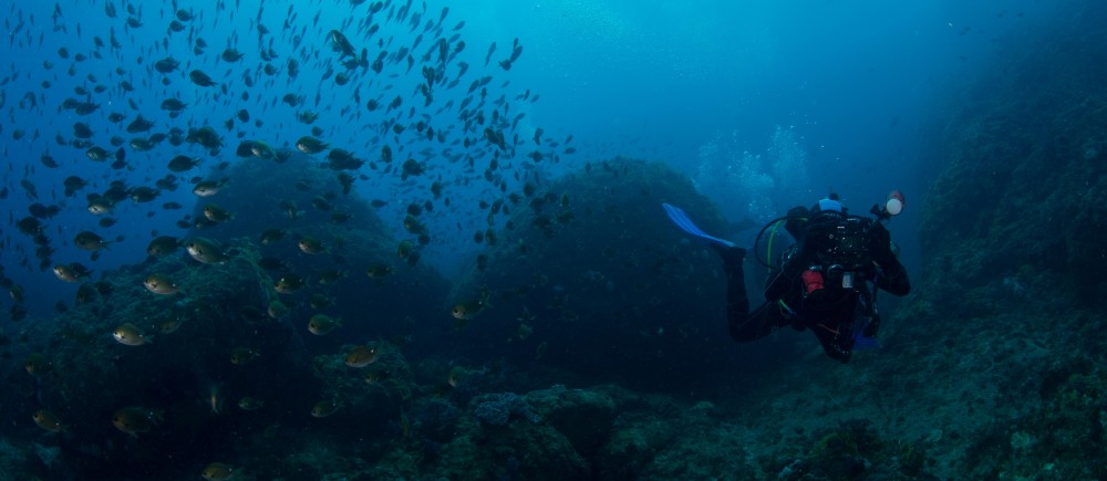 Visual underwater surveys at Lord Howe Island