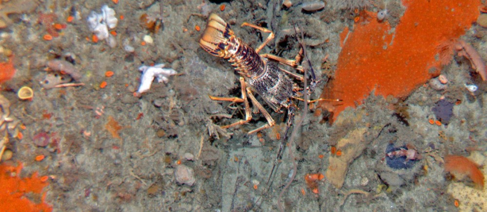 Eastern Rock Lobster in silty sponge garden