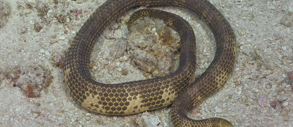 Short Nosed Sea Snake