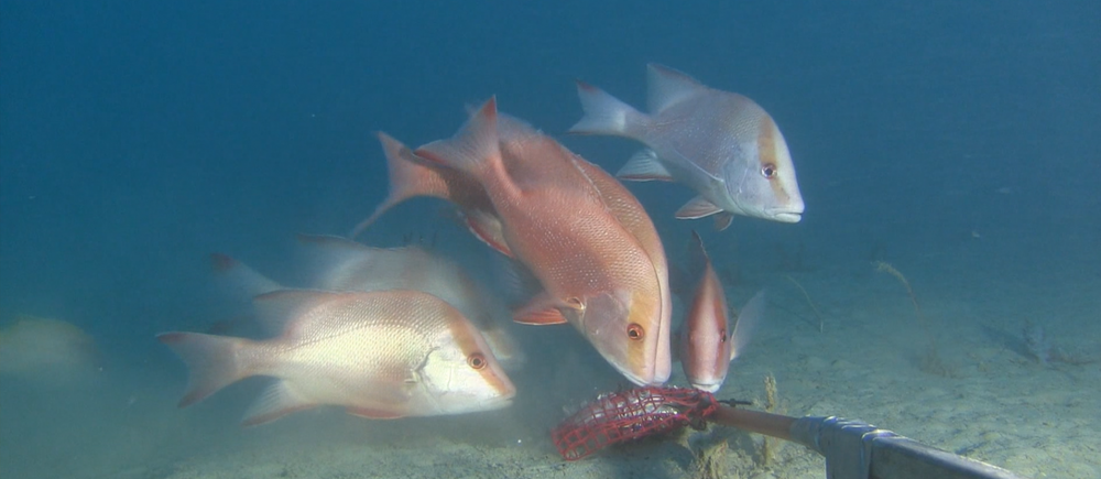 Red emperor and gold band snapper in Ningaloo Marine Park