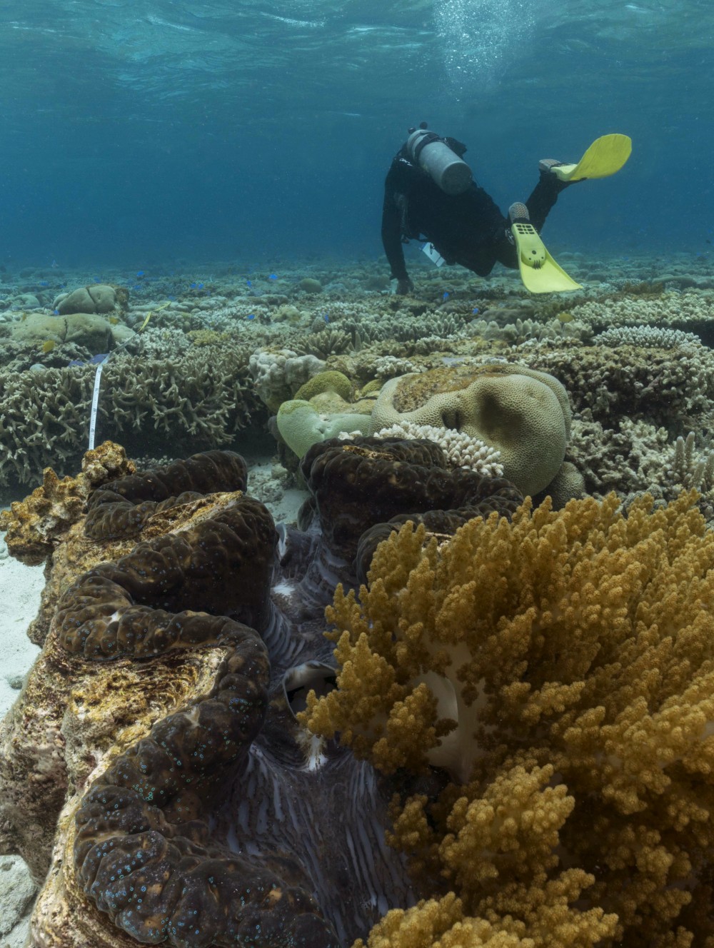 RLS diver and Tridacna gigas (giant clam) RLS | Andrew Green