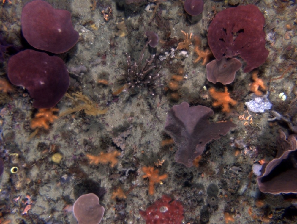 AUV coral and sponges