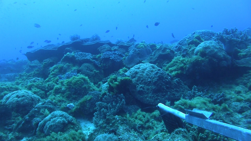 Elizabeth reef coral