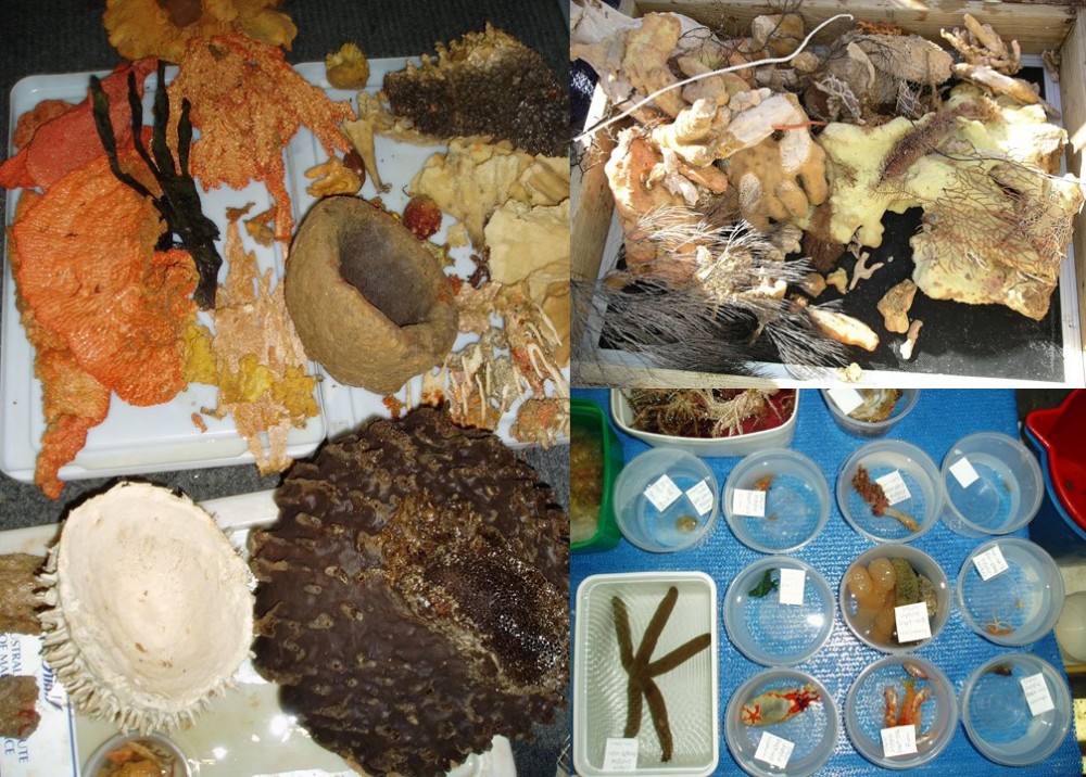 Examples of the sponge biodiversity found in deeper waters of the Ningaloo and Gascoyne 