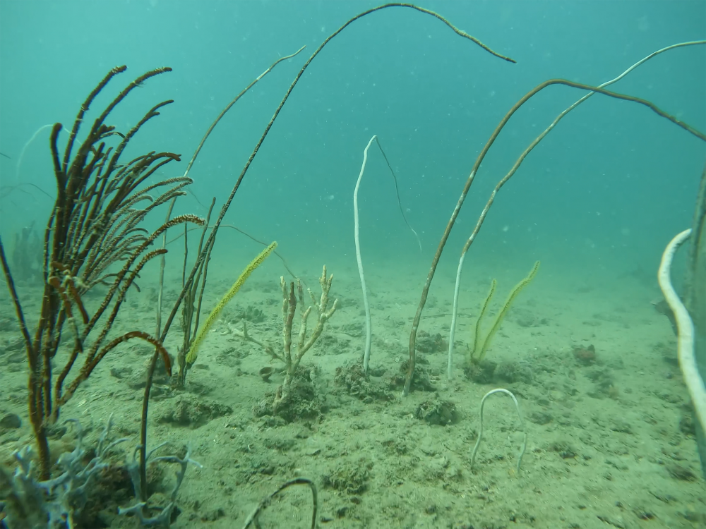 Diverse habitat-forming invertebrate communities were recorded in the Limmen Marine Park. Soft corals (including gorgonians and sea whips), hard corals and sponges were recorded throughout the survey area. Seagrass occurred to depths of 9.7 m towards the coastal fringe of the Limmen Marine Park and to 21.2 m in the patches further offshore.  The species Cymodocea serrulata was the deepest occurring species in the coastal habitats.
