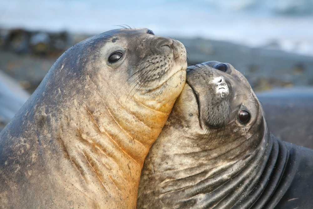 Elephant Seals